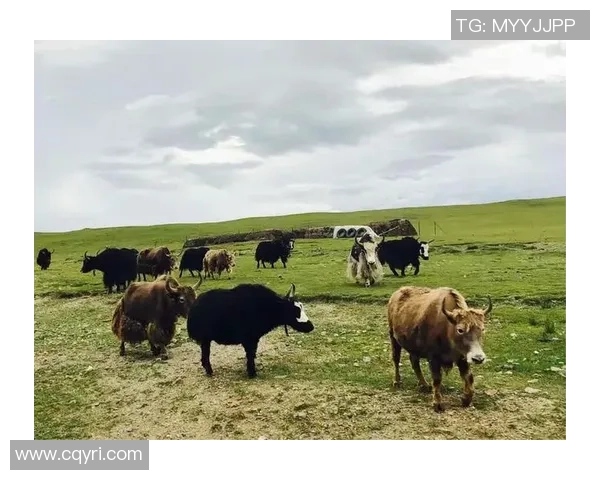 足球明星谈西藏文化与自然之美引发全球关注 足球明星谈西藏文化与自然之美引发全球关注